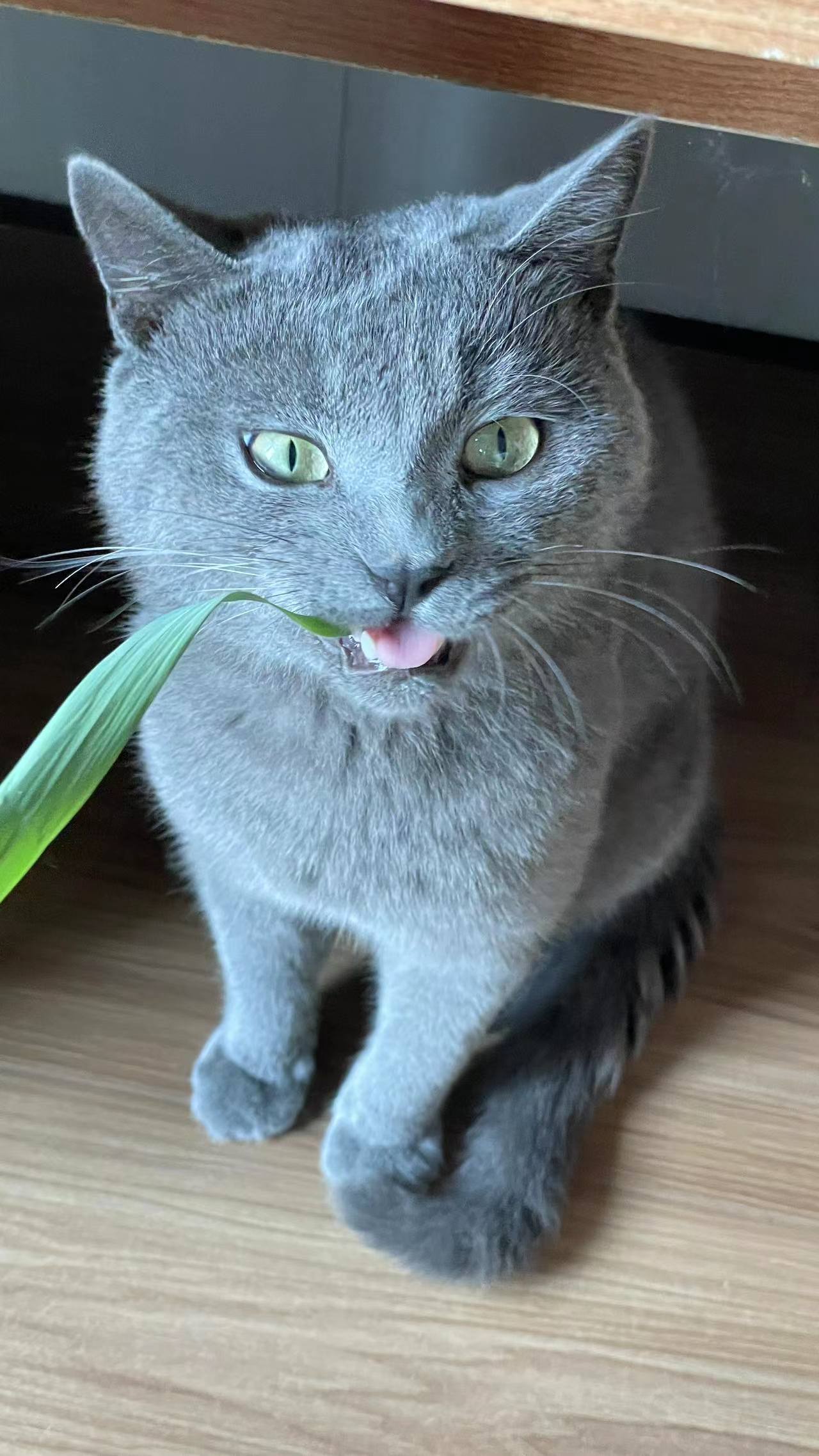 �ɐ۸��С؈.jpg